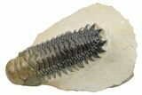 Beautiful Crotalocephalina Trilobite - Exposed Hypostome #235701-2